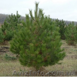 Новогодние елки и сосны оптом - <ro>Изображение</ro><ru>Изображение</ru> #1, <ru>Объявление</ru> #1000507