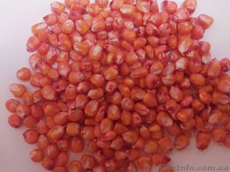 продам семена кукурузы "Кадр ФАО 267", " Любава ФАО 279", "Солонянський  ФАО 298 - <ro>Изображение</ro><ru>Изображение</ru> #1, <ru>Объявление</ru> #1019640