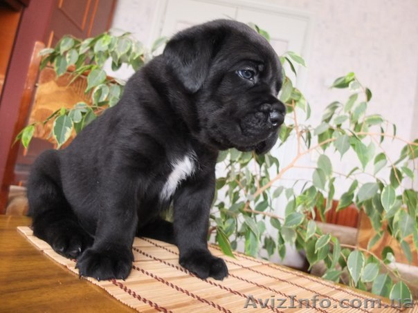 Открыта запись на щенков Кане Корсо - <ro>Изображение</ro><ru>Изображение</ru> #1, <ru>Объявление</ru> #1118697