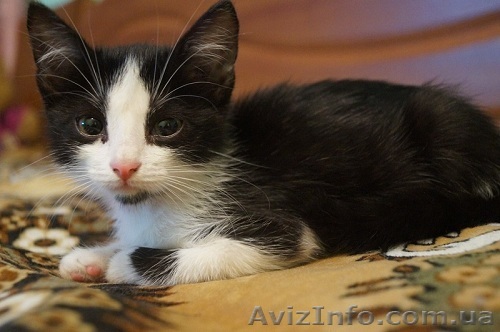 Котята.  Чистые и приучены к лоточку, от паразитов обработаны.  Девочки.  Очень  - <ro>Изображение</ro><ru>Изображение</ru> #1, <ru>Объявление</ru> #1129929