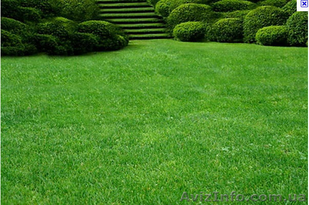 Газонні трави тонконіг, мітлиця - <ro>Изображение</ro><ru>Изображение</ru> #1, <ru>Объявление</ru> #1158748