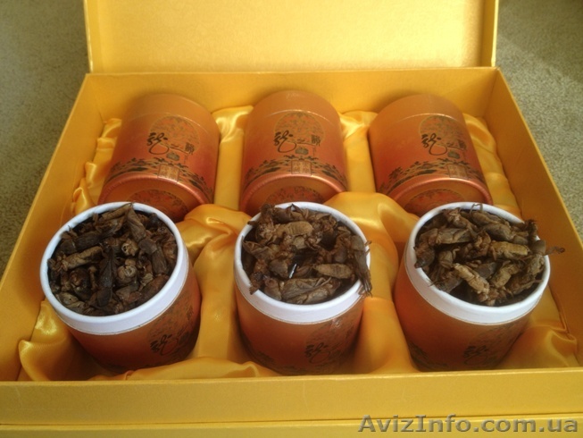 Купить медведку - <ro>Изображение</ro><ru>Изображение</ru> #1, <ru>Объявление</ru> #1166081