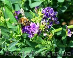 Продам насіння люцерни - <ro>Изображение</ro><ru>Изображение</ru> #1, <ru>Объявление</ru> #1158757