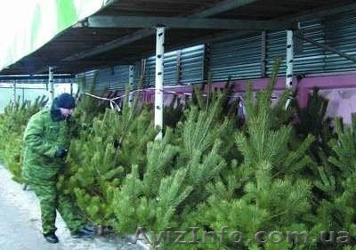 Продажа живые сосны и елки оптом - <ro>Изображение</ro><ru>Изображение</ru> #1, <ru>Объявление</ru> #1171054