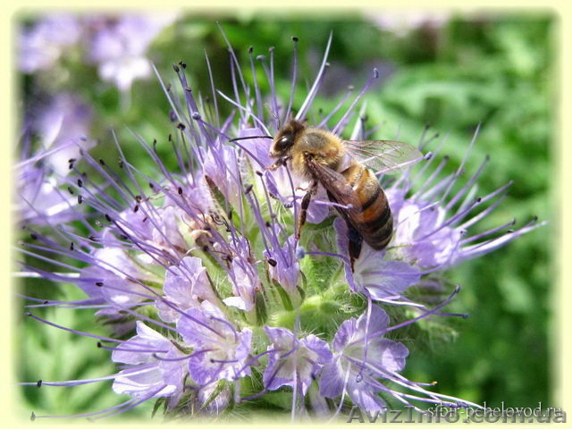 Фацелія, гірчиця, люпин - <ro>Изображение</ro><ru>Изображение</ru> #1, <ru>Объявление</ru> #1175352