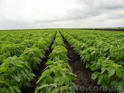 семена сои, стойкой к Раундапу сорт "Гримо" - <ro>Изображение</ro><ru>Изображение</ru> #1, <ru>Объявление</ru> #1240127