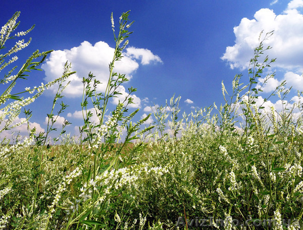 Продам насіння буркуна (донник) - <ro>Изображение</ro><ru>Изображение</ru> #1, <ru>Объявление</ru> #1253620