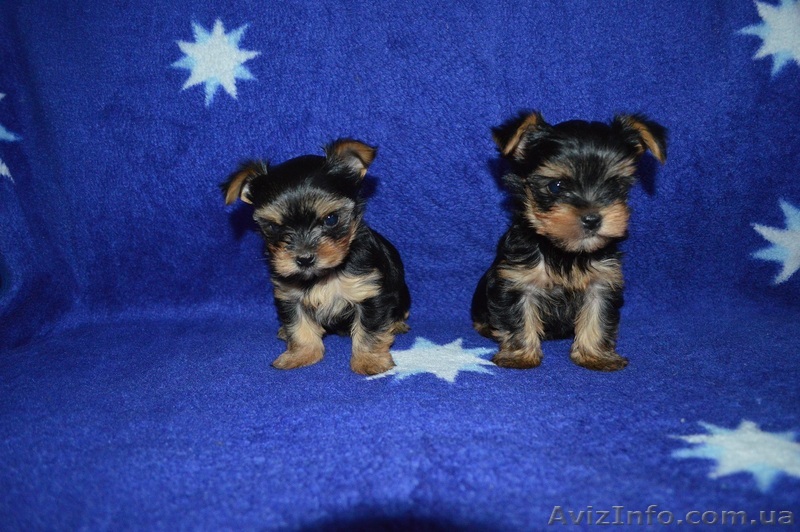 Недорого щенки йоркширский терьер - <ro>Изображение</ro><ru>Изображение</ru> #1, <ru>Объявление</ru> #1249947