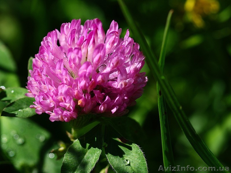 Конюшина (клєвер) лучна - <ro>Изображение</ro><ru>Изображение</ru> #1, <ru>Объявление</ru> #1253621