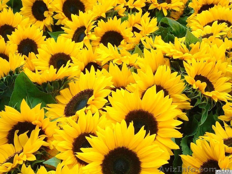 Насіння соняшника Октава - <ro>Изображение</ro><ru>Изображение</ru> #1, <ru>Объявление</ru> #1253602