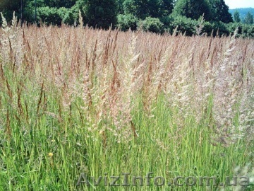 Продам насіння стоколосу - <ro>Изображение</ro><ru>Изображение</ru> #1, <ru>Объявление</ru> #1253618