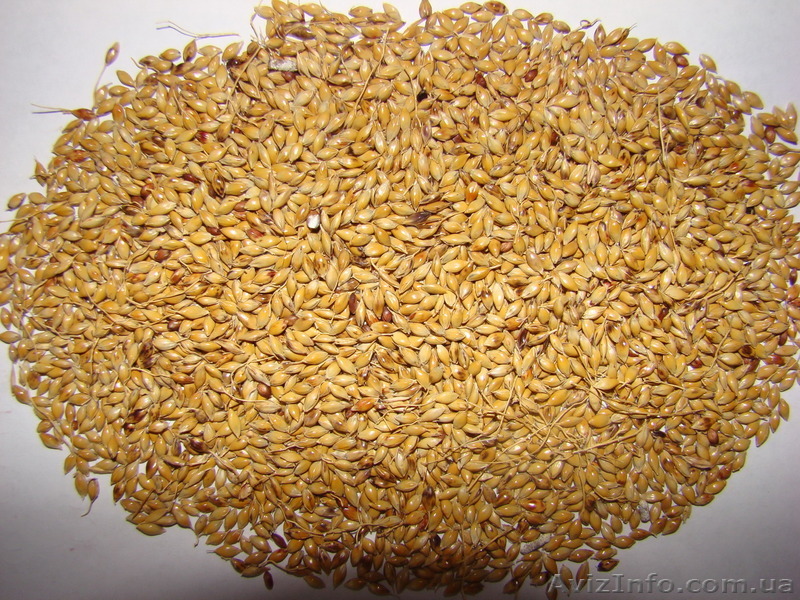 Продам насіння суданки - <ro>Изображение</ro><ru>Изображение</ru> #1, <ru>Объявление</ru> #1253625