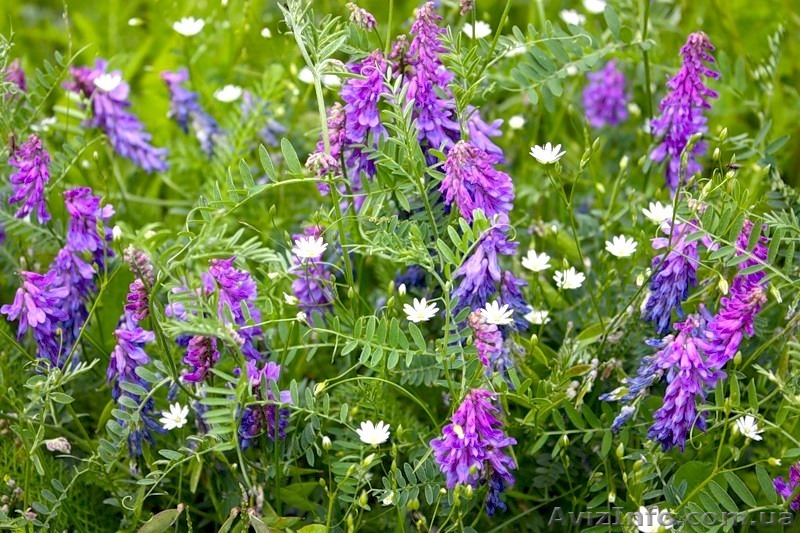 Продам насіння вики ярої - <ro>Изображение</ro><ru>Изображение</ru> #1, <ru>Объявление</ru> #1253624