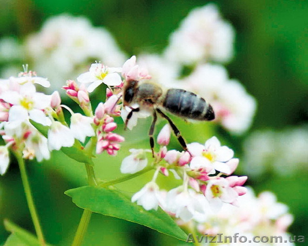 Продам насіння гречки  - <ro>Изображение</ro><ru>Изображение</ru> #1, <ru>Объявление</ru> #1281819