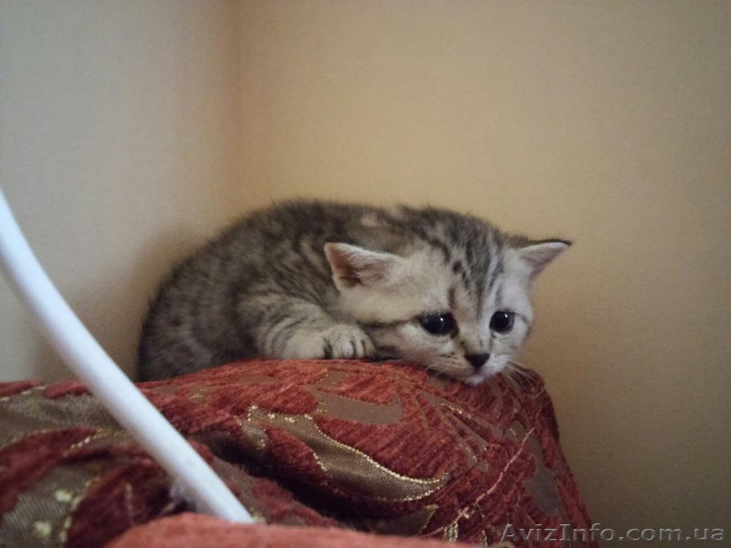 Котята британцы ищут новый домик - <ro>Изображение</ro><ru>Изображение</ru> #1, <ru>Объявление</ru> #1299175