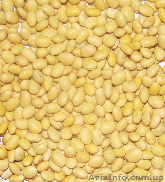 Насіння сої Аннушка, Алмаз, Аметист, Антрацит - <ro>Изображение</ro><ru>Изображение</ru> #1, <ru>Объявление</ru> #1333435