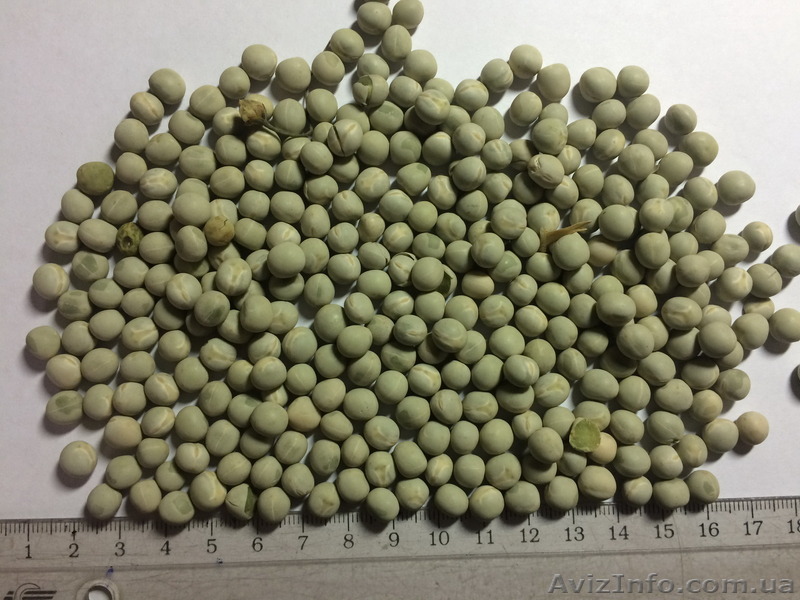 Високоякісне насіння зеленого гороху - <ro>Изображение</ro><ru>Изображение</ru> #1, <ru>Объявление</ru> #1334948