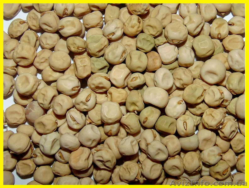 Горох товаровий - <ro>Изображение</ro><ru>Изображение</ru> #1, <ru>Объявление</ru> #1333434