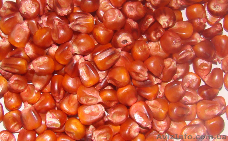 Очистка, калібрування, протруювання та допротруювання насіння кукурудзи - <ro>Изображение</ro><ru>Изображение</ru> #1, <ru>Объявление</ru> #1333445