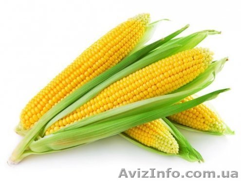 Насіння кукурудзи Дніпровський 181 СВ - <ro>Изображение</ro><ru>Изображение</ru> #1, <ru>Объявление</ru> #1333424