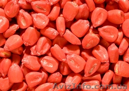 Насіння кукурудзи Почаївський 190 СВ - <ro>Изображение</ro><ru>Изображение</ru> #1, <ru>Объявление</ru> #1333422