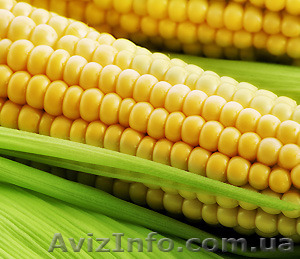Насіння кукурудзи Солонянський 290 СВ - <ro>Изображение</ro><ru>Изображение</ru> #1, <ru>Объявление</ru> #1333420