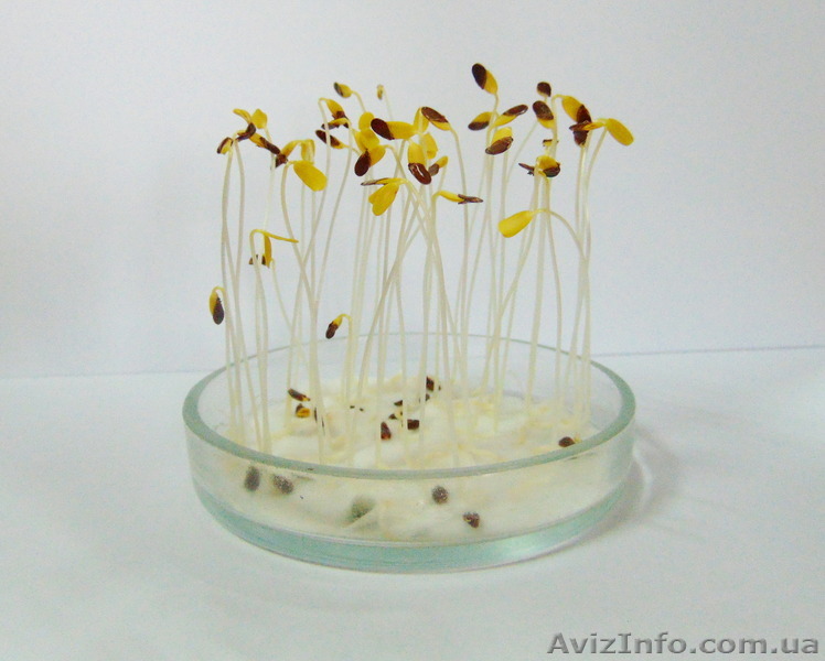 Комплексний лабораторний аналіз насіння - <ro>Изображение</ro><ru>Изображение</ru> #1, <ru>Объявление</ru> #1337243