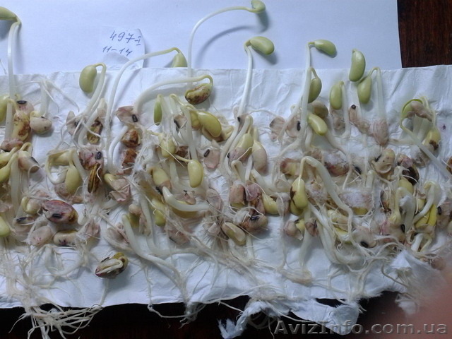 Лабораторний аналіз насіння сої - <ro>Изображение</ro><ru>Изображение</ru> #1, <ru>Объявление</ru> #1337244