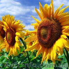 Насіння соняшника Бонд - <ro>Изображение</ro><ru>Изображение</ru> #1, <ru>Объявление</ru> #1333430