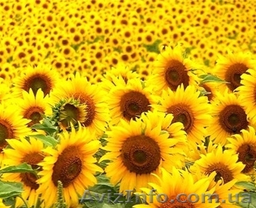 Насіння соняшника Форвард - <ro>Изображение</ro><ru>Изображение</ru> #1, <ru>Объявление</ru> #1333431