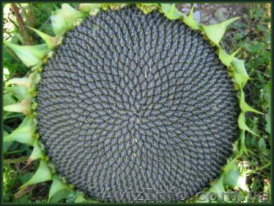 Насіння соняшника Ясон - <ro>Изображение</ro><ru>Изображение</ru> #1, <ru>Объявление</ru> #1333433