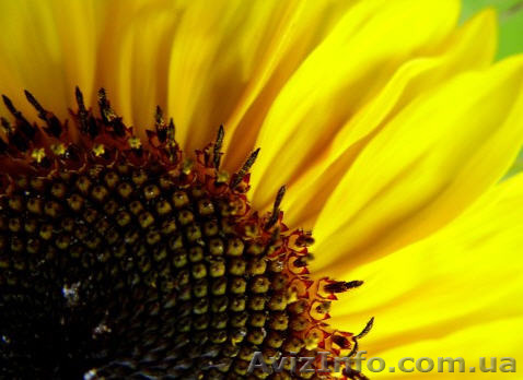 Насіння соняшника Перформер - <ro>Изображение</ro><ru>Изображение</ru> #1, <ru>Объявление</ru> #1333425