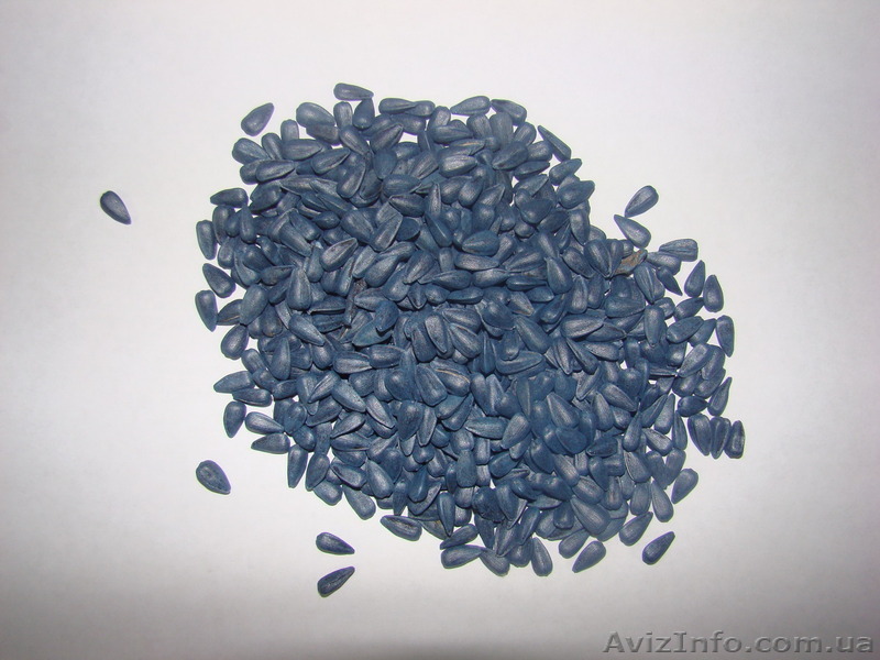 Послуги з очистки, калібрування, протруювання та допротруювання насіння соняшник - <ro>Изображение</ro><ru>Изображение</ru> #1, <ru>Объявление</ru> #1333446