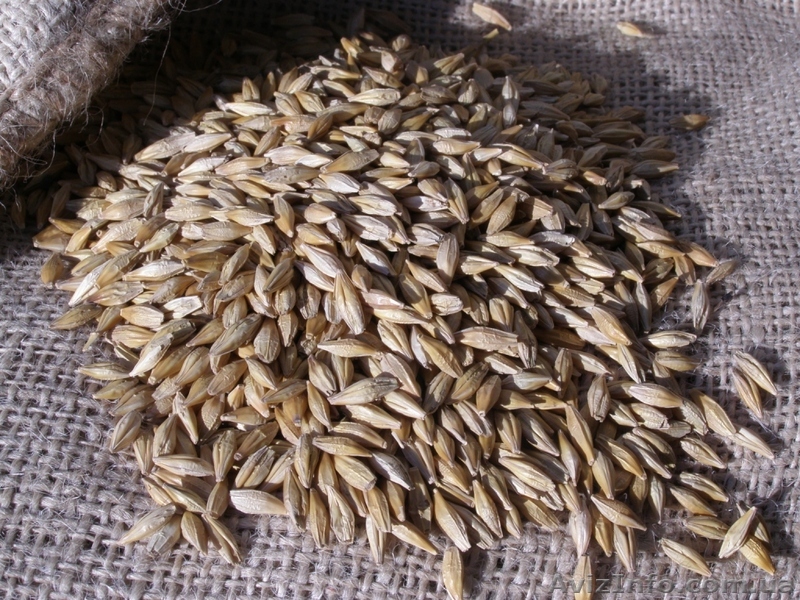 ячмень яровой Гелиос - <ro>Изображение</ro><ru>Изображение</ru> #1, <ru>Объявление</ru> #1372332