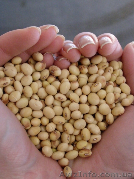 семена сои Алмаз - <ro>Изображение</ro><ru>Изображение</ru> #1, <ru>Объявление</ru> #1372335