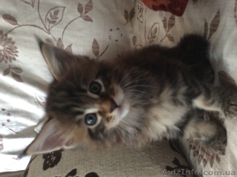 Продам котят Мейн-кун - <ro>Изображение</ro><ru>Изображение</ru> #1, <ru>Объявление</ru> #1483377