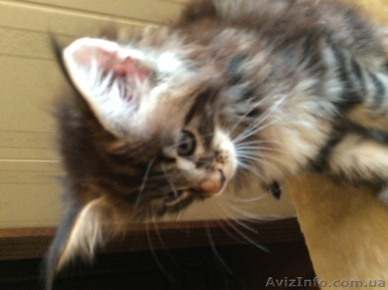 Очаровательные котята Мейн-кун - <ro>Изображение</ro><ru>Изображение</ru> #1, <ru>Объявление</ru> #1483381