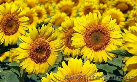 Насіння гібриду соняшника - Ауріс - <ro>Изображение</ro><ru>Изображение</ru> #1, <ru>Объявление</ru> #1506260