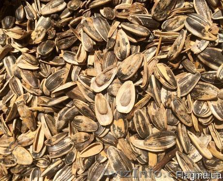 Закупаем деловой и неделовой отход подсолнечника - <ro>Изображение</ro><ru>Изображение</ru> #1, <ru>Объявление</ru> #1516081