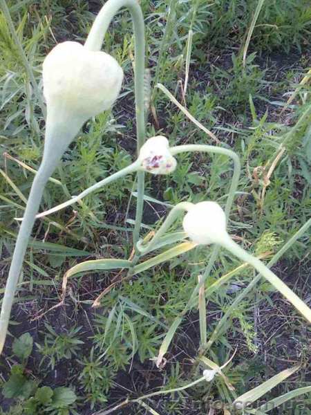 Продам    чеснок. - <ro>Изображение</ro><ru>Изображение</ru> #1, <ru>Объявление</ru> #1575091