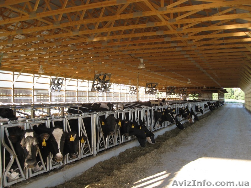Коровник - отопление под ключ - <ro>Изображение</ro><ru>Изображение</ru> #1, <ru>Объявление</ru> #1613529