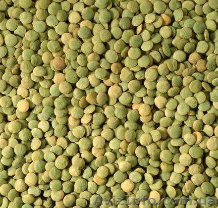 Чечевица Линза - <ro>Изображение</ro><ru>Изображение</ru> #1, <ru>Объявление</ru> #1614685