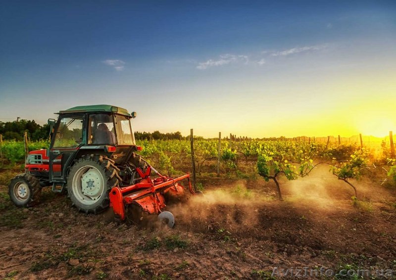 Дорого и постоянно закупаем зерновые и масличные культуры - <ro>Изображение</ro><ru>Изображение</ru> #1, <ru>Объявление</ru> #1623376