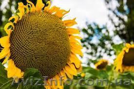 Кондитерский подсолнечник Лакомка - <ro>Изображение</ro><ru>Изображение</ru> #1, <ru>Объявление</ru> #1625908