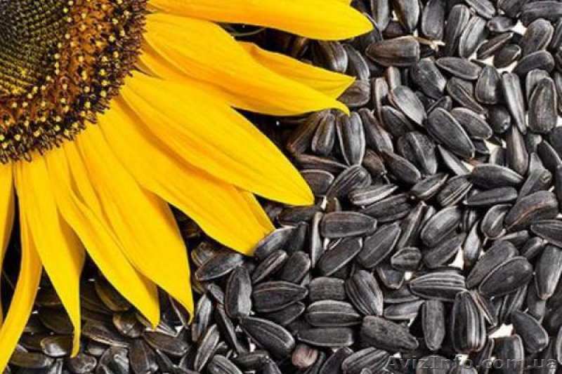 Куплю семечку дорого – 6 грн. за кг, Полтава - <ro>Изображение</ro><ru>Изображение</ru> #1, <ru>Объявление</ru> #1635741