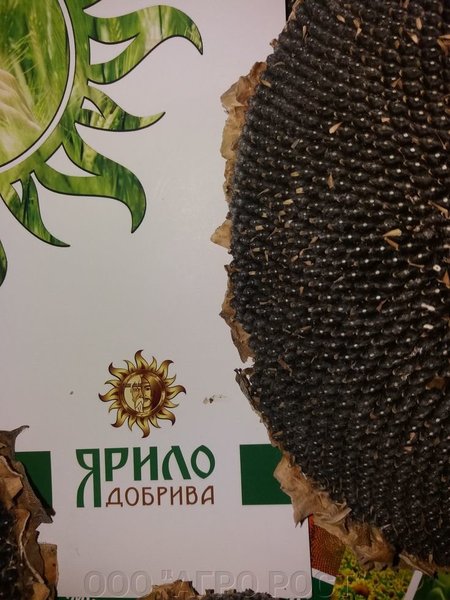 Мікродобриво Ярило Бор - <ro>Изображение</ro><ru>Изображение</ru> #1, <ru>Объявление</ru> #1653517