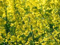 Озимий ріпак Андромеда - <ro>Изображение</ro><ru>Изображение</ru> #1, <ru>Объявление</ru> #1660347