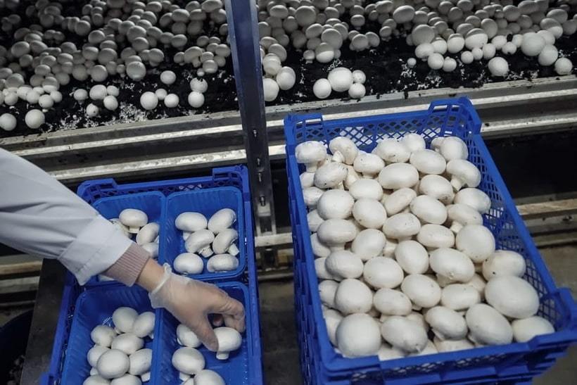 Різальники (ці) грибів шампіньйонів - <ro>Изображение</ro><ru>Изображение</ru> #1, <ru>Объявление</ru> #1737762