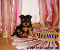 ЙОРКШИРСКИЙ ТЕРЬЕР, Полтава - <ro>Изображение</ro><ru>Изображение</ru> #2, <ru>Объявление</ru> #6956