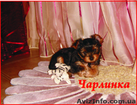 ЙОРКШИРСКИЙ ТЕРЬЕР, Полтава - <ro>Изображение</ro><ru>Изображение</ru> #3, <ru>Объявление</ru> #6956